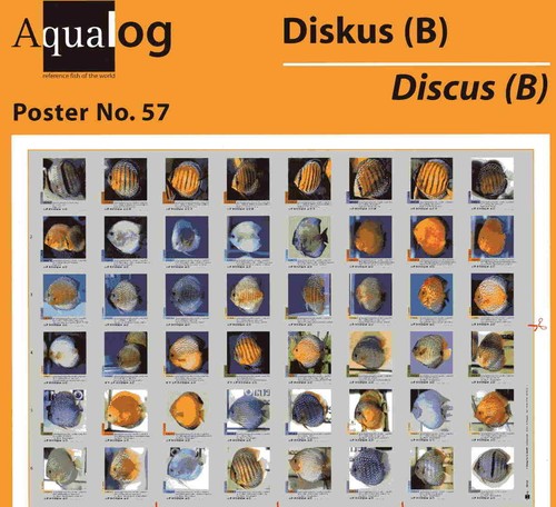 Poster aqualog disco più - poster,