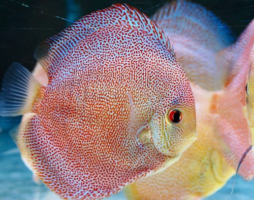 Eruzione panthera pesce - panthera, 3"