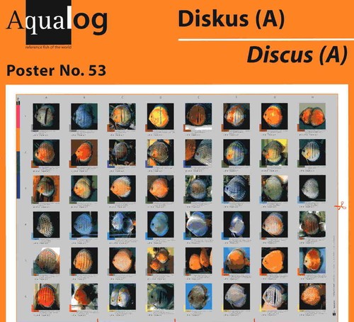 Poster aqualog disco più - il,