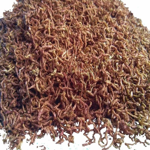 Bloodworms pesce cibo - bloodworms,