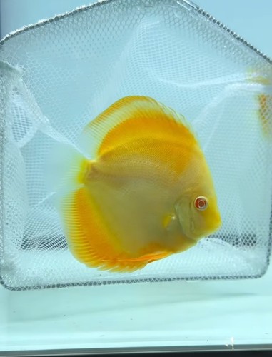 Pesce discus albino diamante - discus,